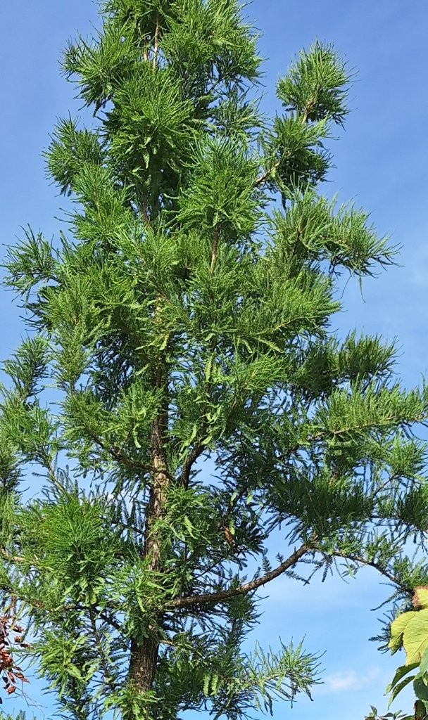 Metasequoia glyptostroboides -B1-