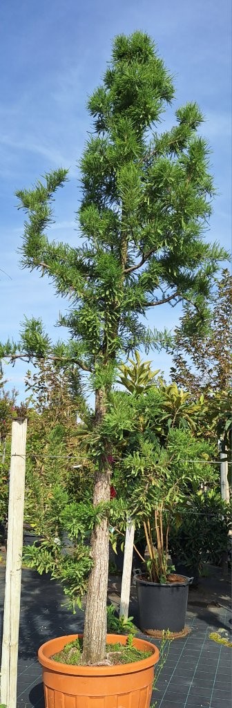 Metasequoia glyptostroboides -B2-