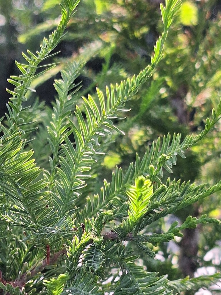 Metasequoia glyptostroboides -B3-