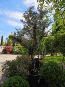 Olea europaea  Olivenbaum - Pflanzenhof Toskanapark