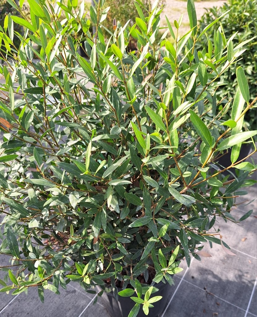 Phillyrea angustifolia -B1-