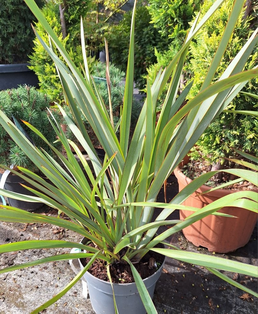 Phormium tenax -B1-