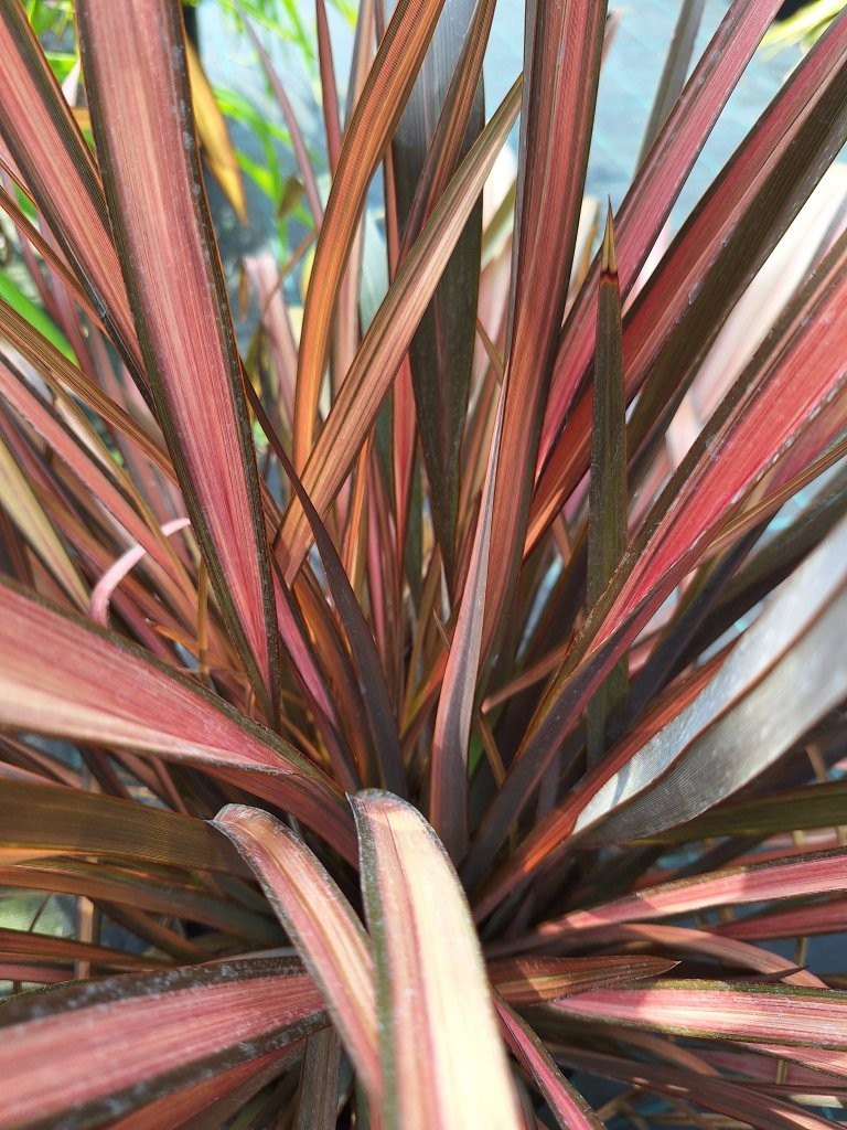 Phormium tenax `Evening Glow` - B2 -