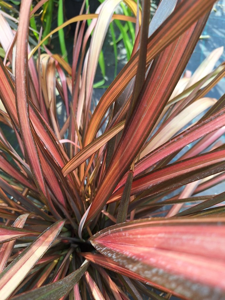 Phormium tenax `Evening Glow` - B4 -