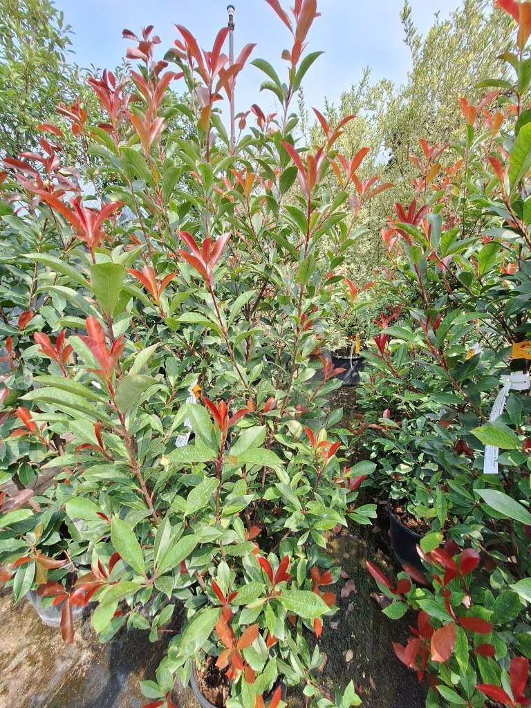 Photinia fraseri `Carre Rouge` - B2 -