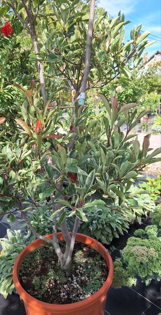 Photinia fraseri 'Louise' Pon Pon -B1-