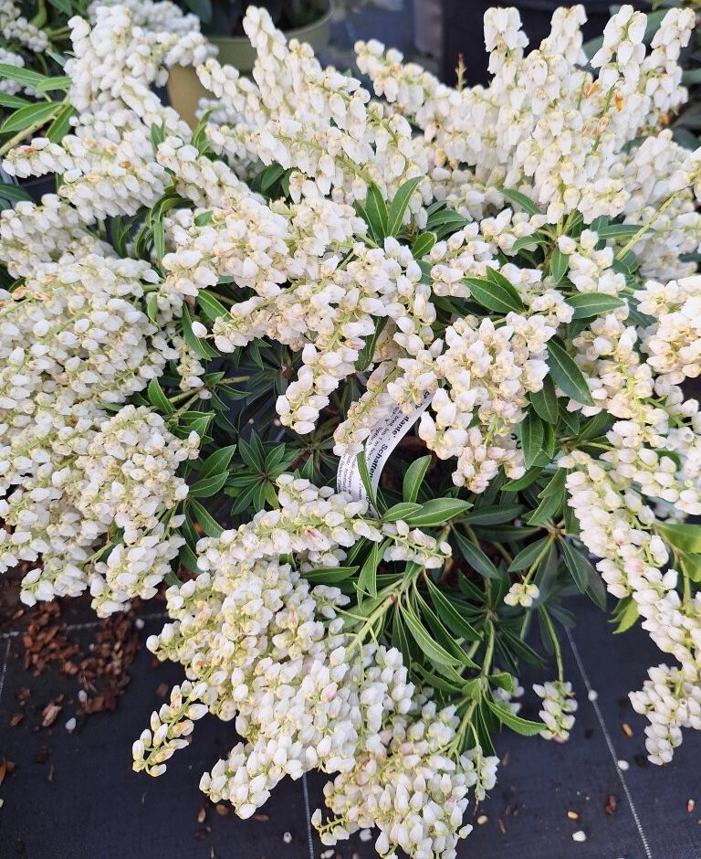 Pieris japonica 'Debutante' -B1-