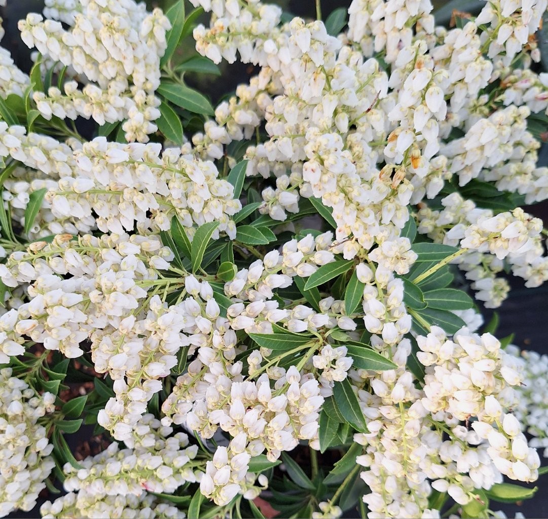 Pieris japonica 'Debutante' -B2-