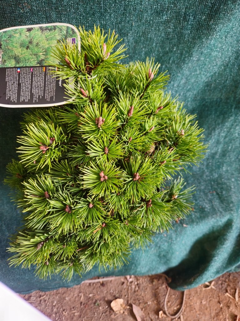 Pinus mugo 'Mops' - B2 -