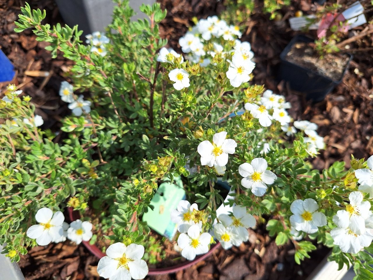 Potentilla fruticosa 'Bella Bianca' - B2 -