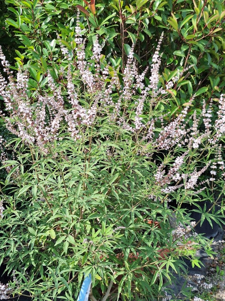 Vitrex agnus castus 'Albus' -B2 -