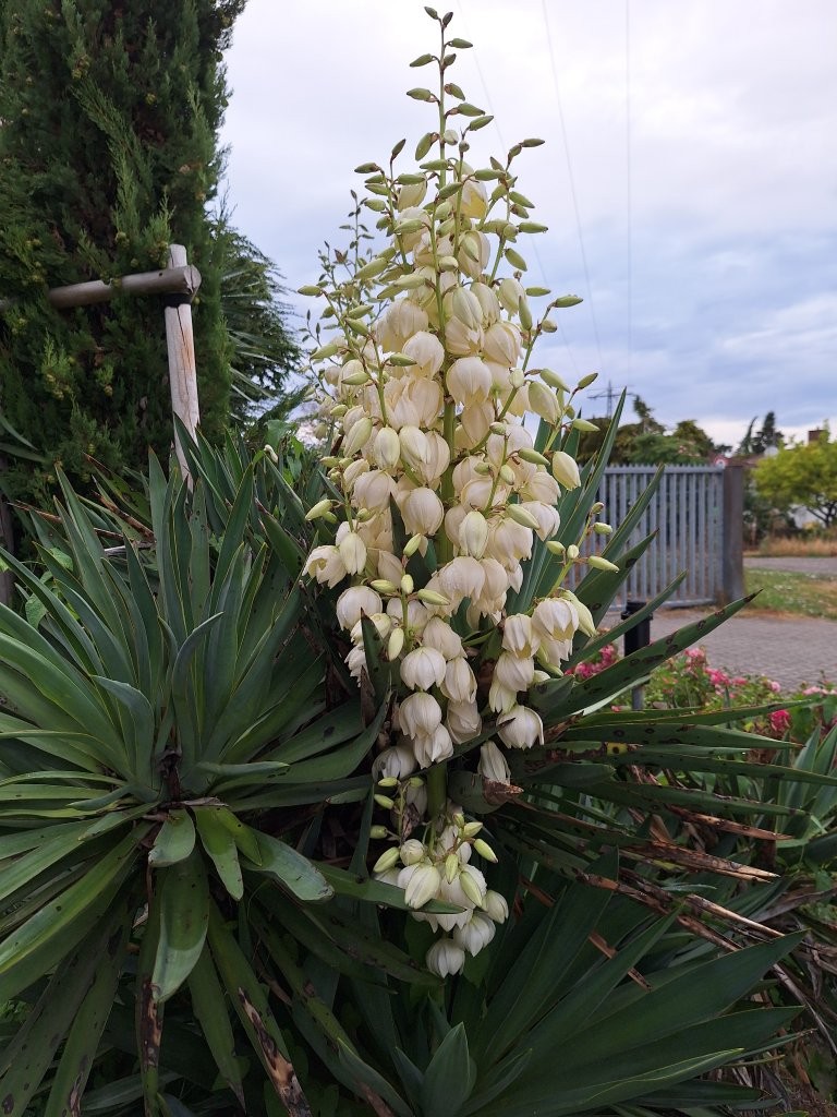Yucca filimentosa -B1-