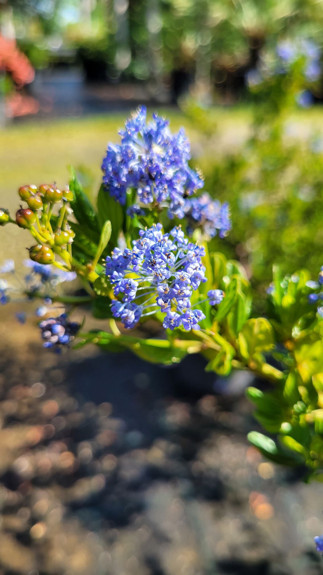 Ceanothus