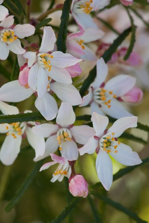 Orangenblume Apple Blossom