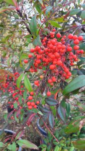 Nandina domestica  Heiliger Bambus - Pflanzenhof Toskanapark